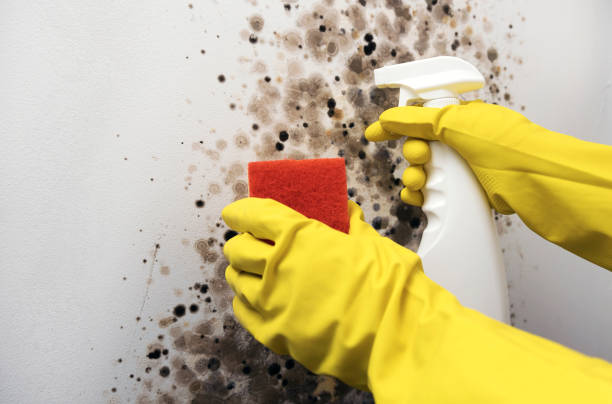Best Health and Safety Mold Remediation in Ripley, MS