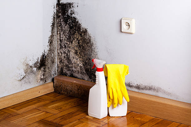 Best Mold Remediation for Specific Building Types in Ripley, MS